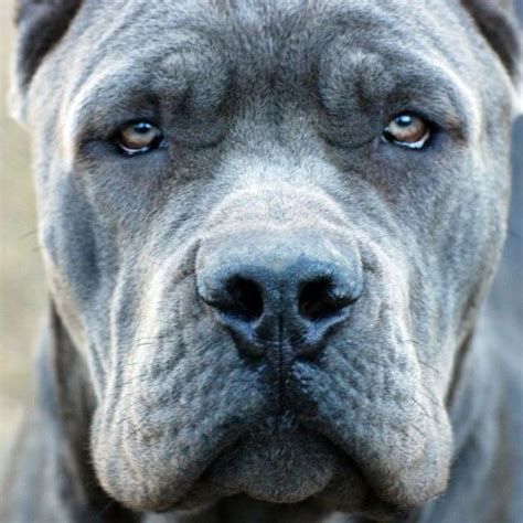 What a handsome face - blue cane corso. There is something about those ...