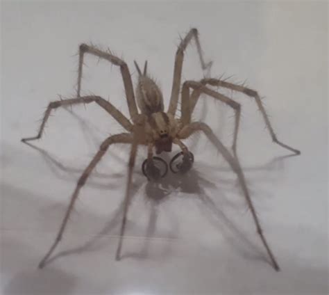 Found a spider with hoops on its... pedipalps? (GIF and info in comments) : whatsthisbug