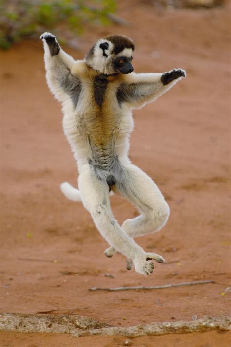 13 Jumping Animals, Just in Time for Leap Year | Animals, Endangered animals project, Animal ...