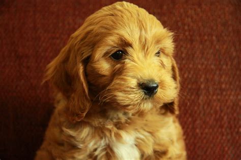 Ginger, A Beautiful Cockapoo!! – Curious Puppies