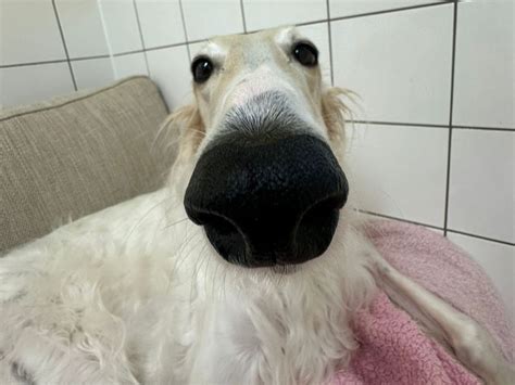 Adopt a Borzoi Rescue Dog | Zara | Dogs Trust