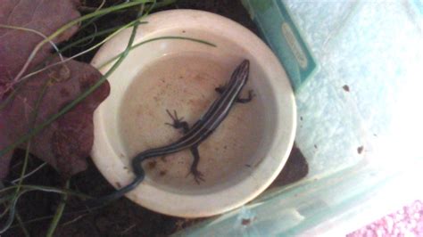 6 Pics Garden Skink Care And View - Alqu Blog