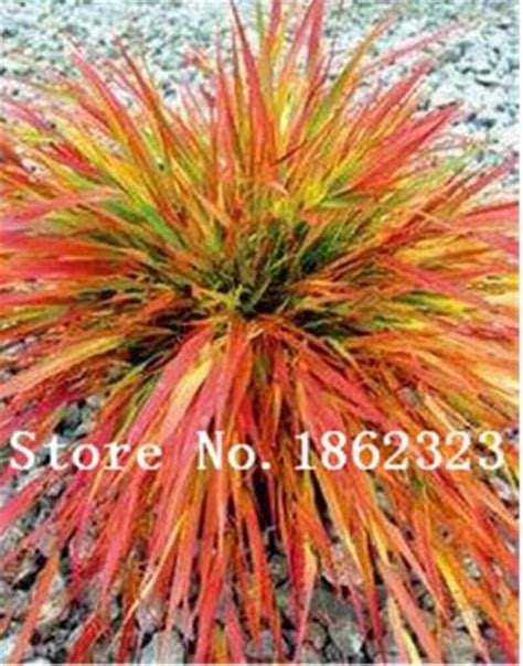 200 Pcs Blue Fescue Grass Seeds OutletTrends.com Free Shipping Up to 70% OFF