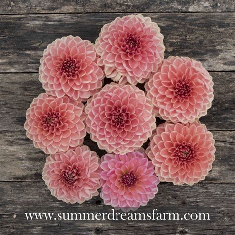 Dahlia - Askwith Minnie — Dahlia | SummerDreamsFarm