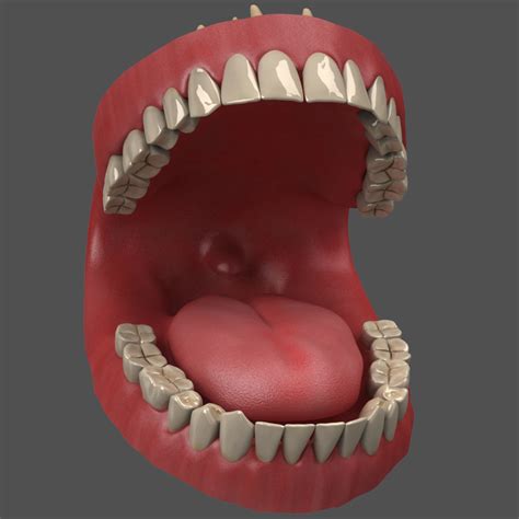 human teeth gums 3d obj