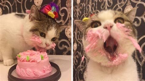 Adorable Cat Eating His Birthday Cake Is The Most Hilarious Thing You ...