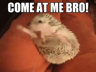 Discover & Share this Hedgehog GIF with everyone you know. GIPHY is how ...