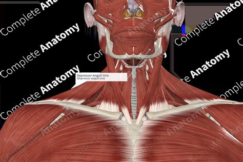 Depressor Anguli Oris | Complete Anatomy