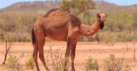 What Do Camels Eat? Their Diet Explained - A-Z Animals