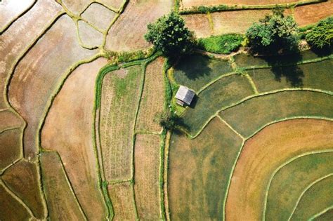 Premium Photo | Rice field ,aerial view of rice fields