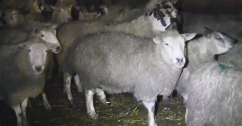 Halal horror house as undercover video exposes cruel abattoir filled with terrified animals ...