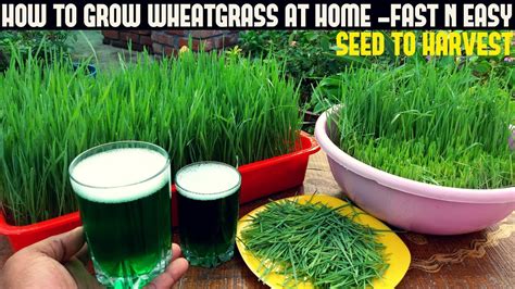 How To Grow Wheatgrass At Home | Full Information With Updates - YouTube