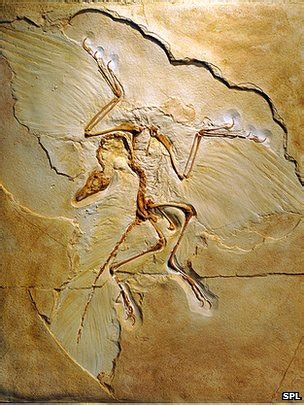 BBC News - Archaeopteryx restored in fossil reshuffle