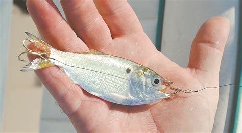 Smaller live bait rig deadly for Spanish mackerel