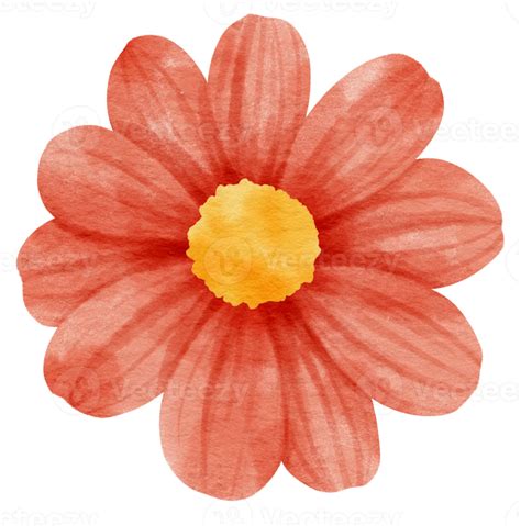 Red flower watercolor painted for Decorative Element 9787398 PNG