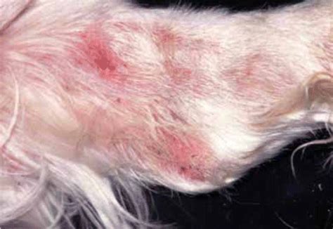 How Can A Dog Get Scabies