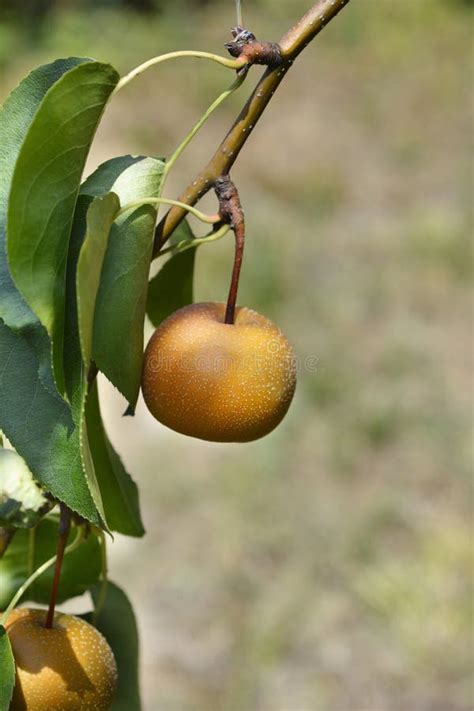 Japanese pear stock photo. Image of outdoors, japanese - 276002794