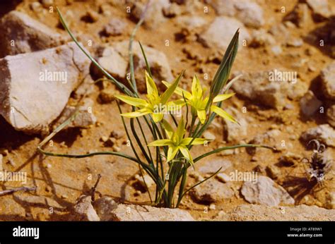 Saudi arabian desert plants hi-res stock photography and images - Alamy