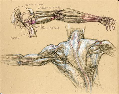 Anatomy muscle studies drawn at a BodyWorks show. More form/volume was ...