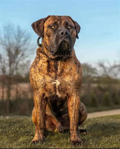 Boerboel 4 Colors & 4 Markings: Get To Know This Dog's Coat