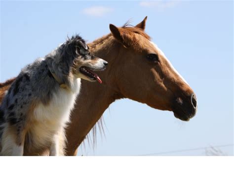 Feeding to the Horse’s Body Condition | Horse Journals