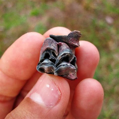 Colorful Whitetail Deer Tooth | Pleistocene (10,000 - 100,000 Years Old ...