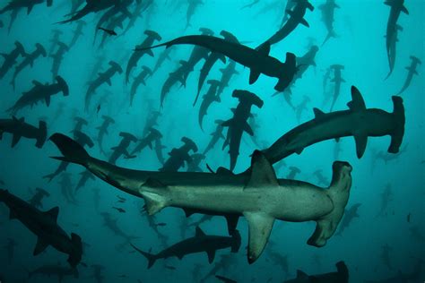 Hammerhead Shark Fishing to Be Banned in Costa Rica | The Costa Rica News