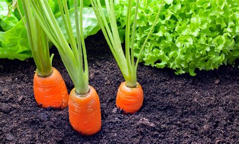 Carrot Companion Planting | Companion plants for Carrots