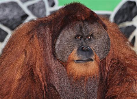 Portrait of a Large Male Orangutan Photograph by Paul Fell