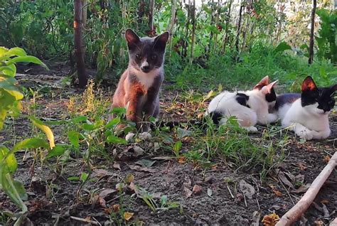 CATS Thrown Out of a Car - Catching Them - Lory's Cats