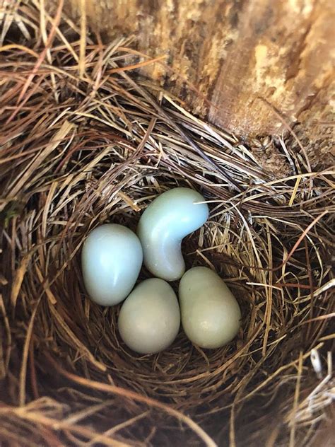 Weird Eggs in Nestboxes