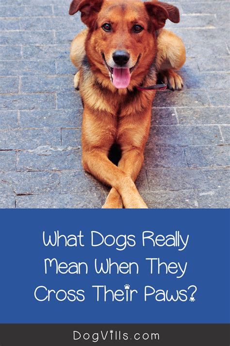 The Meaning Behind Dogs Crossing Their Paws