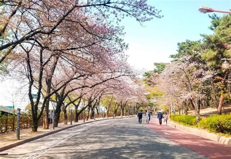 Cherry blossoms in Daegu, where to find them in spring?