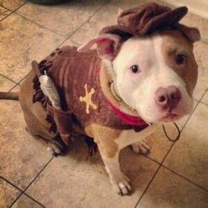 ♥♥♥ Pitbull Costumes, Dog Costumes, Costume Ideas, Halloween Costumes, Pitbull Art, Funny ...