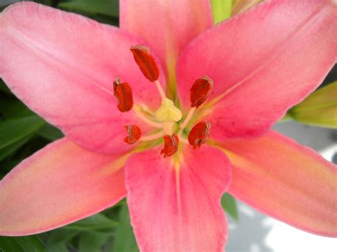 Pink Lily Free Stock Photo - Public Domain Pictures