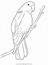 Kleurplaten Parrot Vogel Bird Kleurplaat Papegaai Papagei Parrots  sketch template