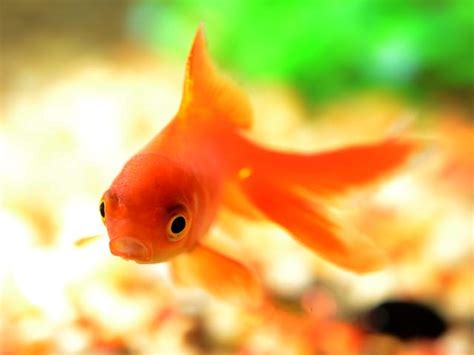 220+ Best Orange Fish Names For Your Orange Pet Fish