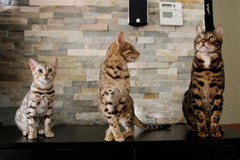 Bengal Cat Personality (What Are They Like?) – monsieurtn