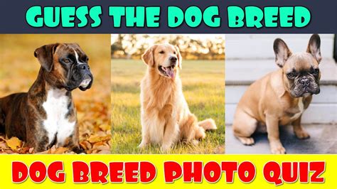 Guess the Dog Breeds Quiz - YouTube