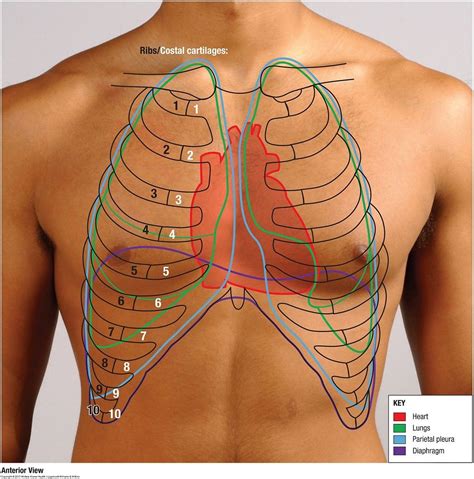 Surface Anatomy Of Ribs - Surface Anatomy Of The Back Note That The Origin Of The Right Oblique ...