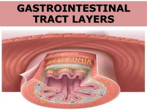 GASTROINTESTINAL TRACT LAYERS | PPT