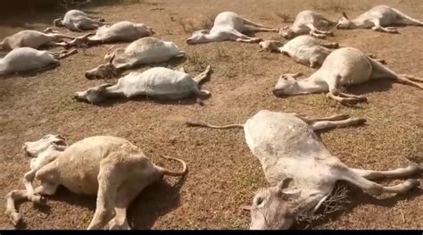 52 Cows Mysteriously Found Dead In Odisha’s Ganjam – The Fact Now