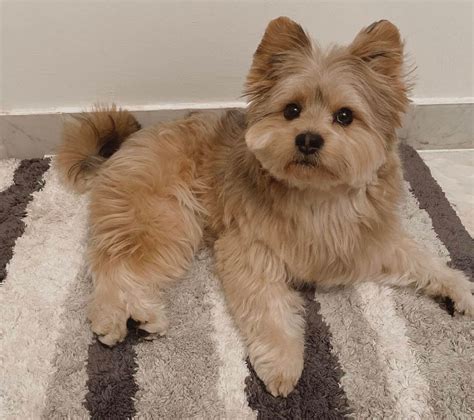 Yorkie Pomeranian Mix Breed Information