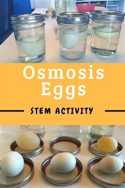 Osmosis Egg Experiment. Hands-on Osmosis Lab.