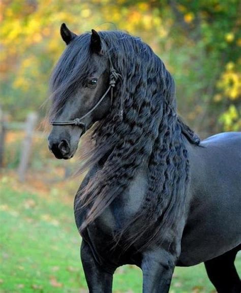 Friesian is a horse breed originating in Friesland, Netherlands. Although the breed's ...