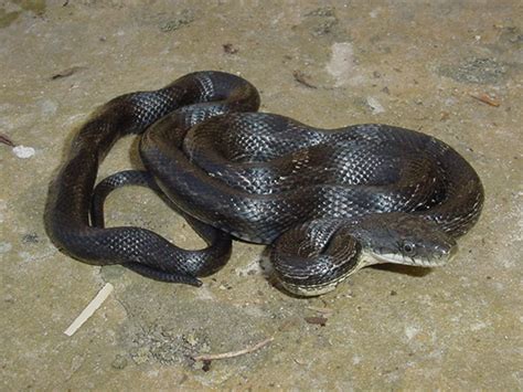 snake2009.html