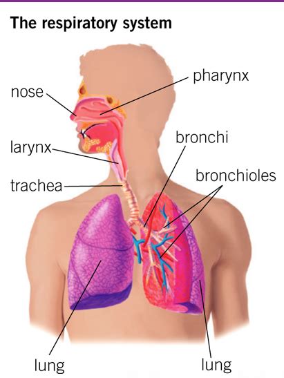 SGAguilar Javier Ramos: Respiratory System and Excretory System