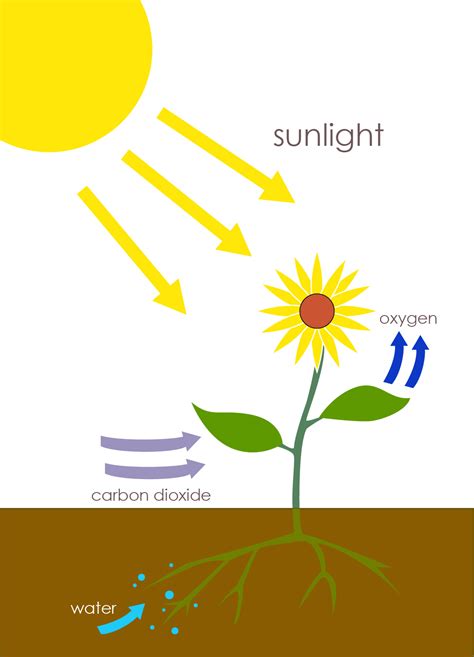 Photosynthesis - Wikipedia