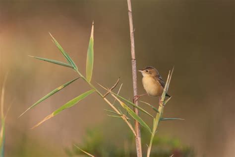 250+ Zitting Cisticola Photos Stock Photos, Pictures & Royalty-Free Images - iStock