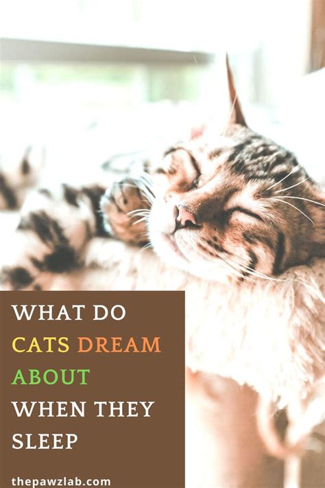 What Do Cats Dream About - DREAM CGW